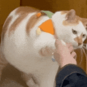 萌宠 猫咪 握手 呆萌 可爱