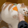 萌宠 猫咪 握手 呆萌 可爱
