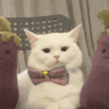 萌宠 猫咪 开心和快乐 呆萌 可爱