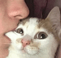 萌宠 猫咪 咬 呆萌 可爱