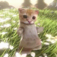 阿米嘎蒂朵 猫咪 喵喵 可爱 搞怪