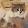 萌宠 猫咪 握手 呆萌 可爱