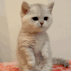 萌宠 猫咪 饿了 呆萌 可爱