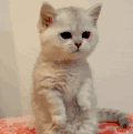 萌宠 猫咪 饿了 呆萌 可爱