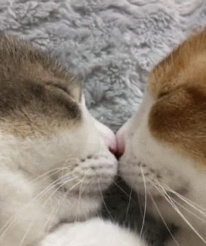 猫咪蹭蹭表情包动图图片