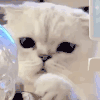 萌宠 猫咪 偷看 呆萌 可爱