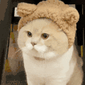 萌宠 猫咪 盯 呆萌 可爱