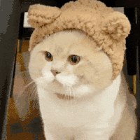 萌宠 猫咪 盯 呆萌 可爱