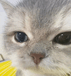 萌宠 猫咪 盯 呆萌 可爱