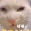 萌宠 猫咪 嘿嘿 呆萌 可爱