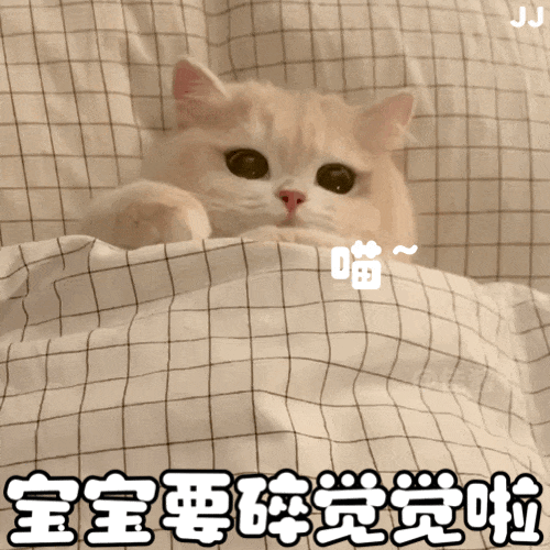 萌宠 猫咪 呆萌 可爱