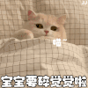 萌宠 猫咪 呆萌 可爱
