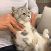 萌宠 猫咪 按摩 呆萌 可爱