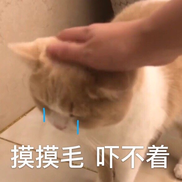 萌宠gif猫星人gif摸摸毛gif吓不着gif可爱gif搞怪gif