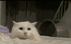 萌宠 猫咪 来了 呆萌 可爱