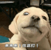 萌宠 狗狗 来来来往这打 呆萌 可爱