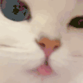 萌宠 猫咪 舔嘴巴 呆萌 可爱