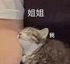 萌宠 猫咪 姐姐我 呆萌 可爱