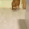 萌宠 猫咪 我来了 呆萌 可爱
