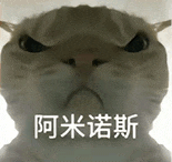 萌宠 猫咪 阿米诺斯 呆萌 可爱