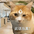 萌宠 猫咪 此话当真 呆萌 可爱