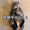 萌宠 猫星人 你想干什么 好奇 呆萌 可爱