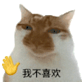 萌宠 猫咪 我不喜欢 呆萌 可爱