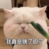 萌宠 猫星人 我真是瞎了眼了 搞怪 呆萌