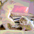 萌宠 猫咪 打你 呆萌 可爱