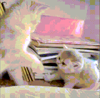 萌宠 猫咪 打你 呆萌 可爱