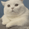 萌宠 猫咪 难过 呆萌 可爱