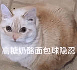 萌寵 貓咪 高糖奶酪面包球隱忍 呆萌 可愛