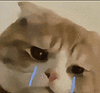 萌宠 猫咪 哭 呆萌 可爱