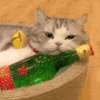 萌宠 猫咪 喝酒 呆萌 可爱