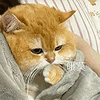 萌宠 猫咪 哦莫 呆萌 可爱