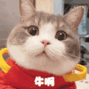 萌宠 猫咪 牛啊 呆萌 可爱
