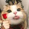 萌宠 猫咪 花 呆萌 可爱