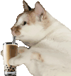 萌宠 猫咪 奶茶 呆萌 可爱