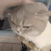 萌宠 猫咪 拍头 呆萌 可爱