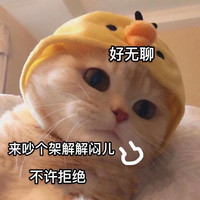 萌宠 猫星人 好无聊 吵个架解解闷 呆萌 可爱