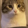 萌宠 猫咪 咬你 呆萌 可爱