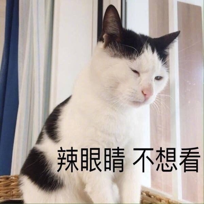 猫咪眯眼表情包图片