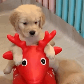 萌宠 狗狗 呆萌 可爱