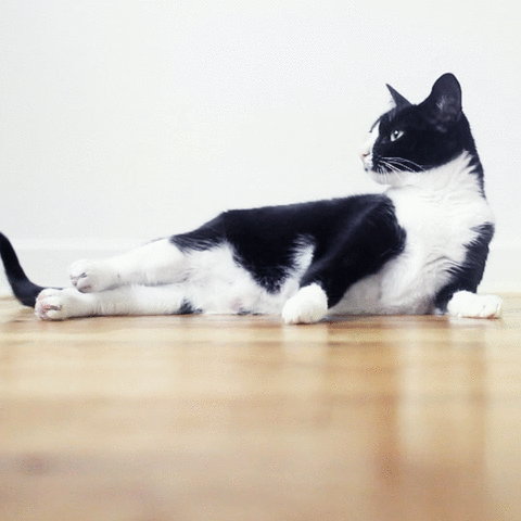 猫咪滚动的动态图图片