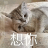萌宠 猫咪 想你 呆萌 可爱