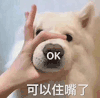 萌宠 狗狗 ok可以住嘴了 呆萌 可爱