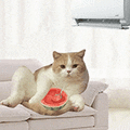 萌宠 猫咪 吃西瓜 呆萌 可爱