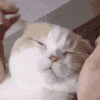 萌宠 猫咪 睡觉 呆萌 可爱