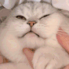 萌宠 猫咪 捏脸 呆萌 可爱