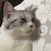 沙雕猫